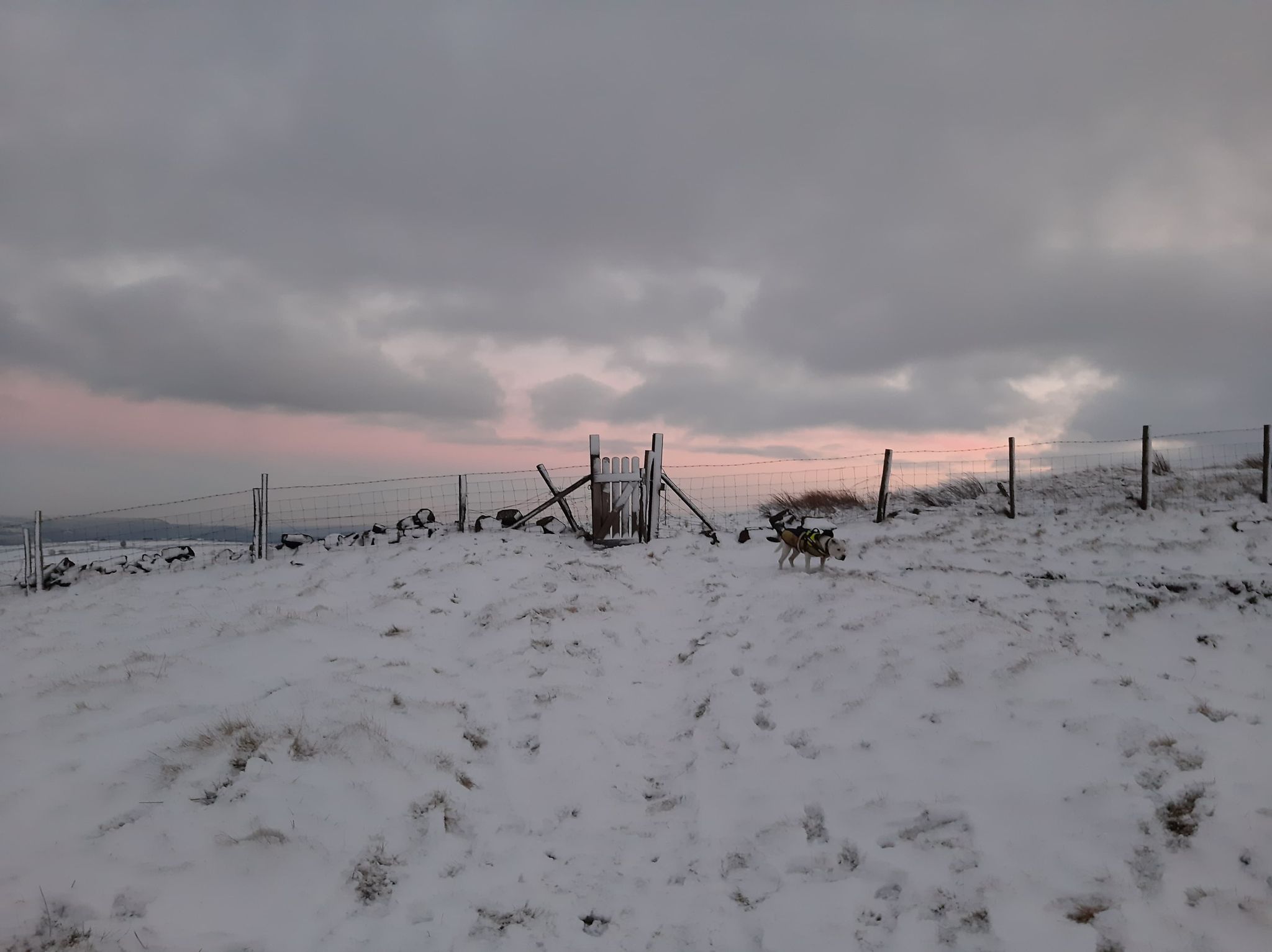 A white dog in a reflective coat is running across a snowy moor with a sunset backdrop